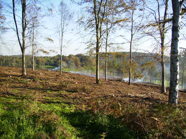 Thinning out and burning at Hovingham High Wood - geograph.org.uk - 272080.jpg