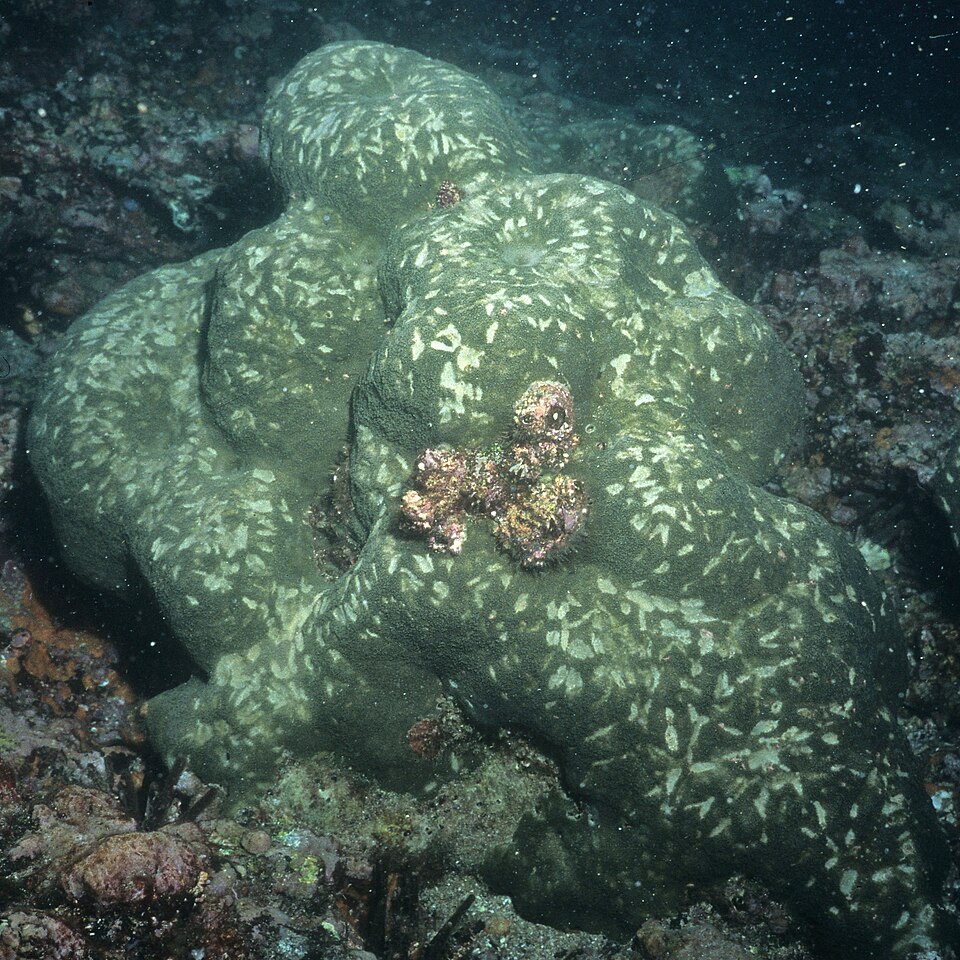 Coral mound heavily grazed by triggerfish in Galapagos (38258547212).jpg
