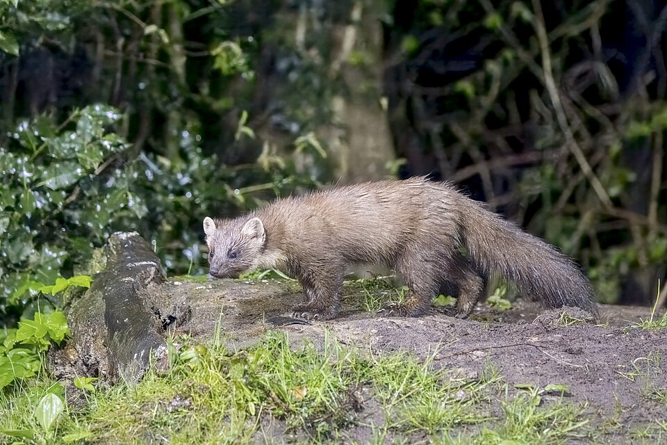 European pine marten (Martes martes) Drenthe 3.jpg