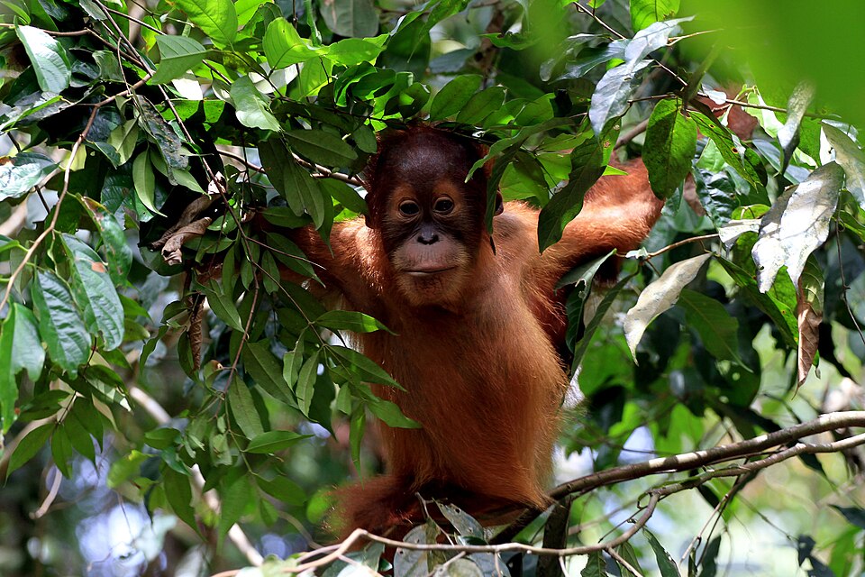 BAYI ORANGUTAN.jpg