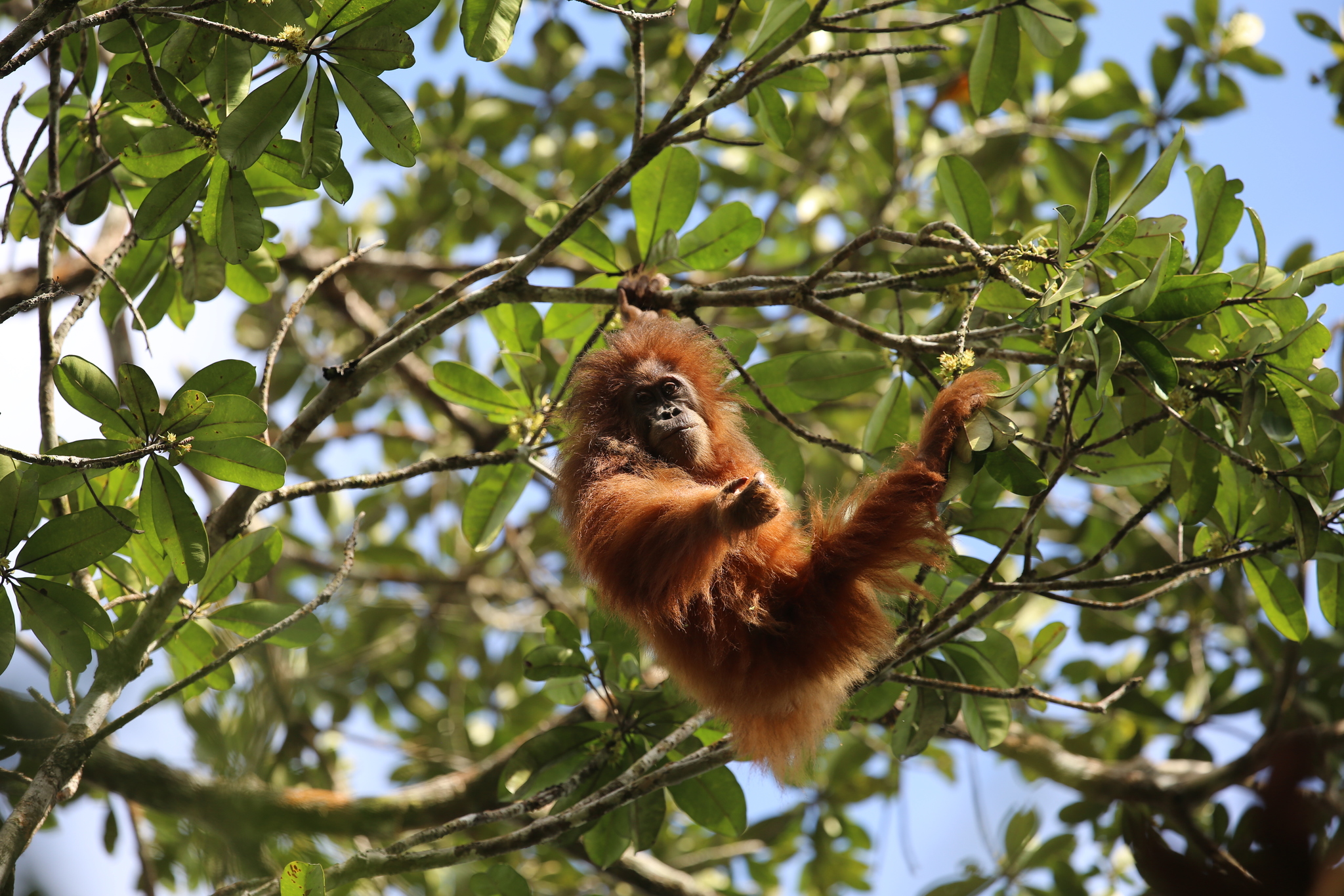A Tapanuli orangutan. Image © Bert Harris via iNaturalist (CC BY-NC 4.0).