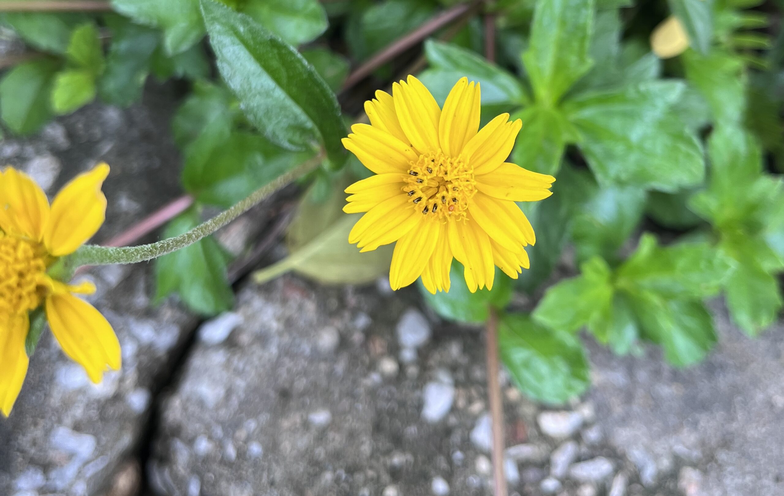 Image of a butter daisy flower (Melampodium divaricatum), from which researchers recently isolated Aureobasidium saisamorniae, a new-to-science species of fungus. Image by Nakarin Suwannarach (CC BY 4.0).