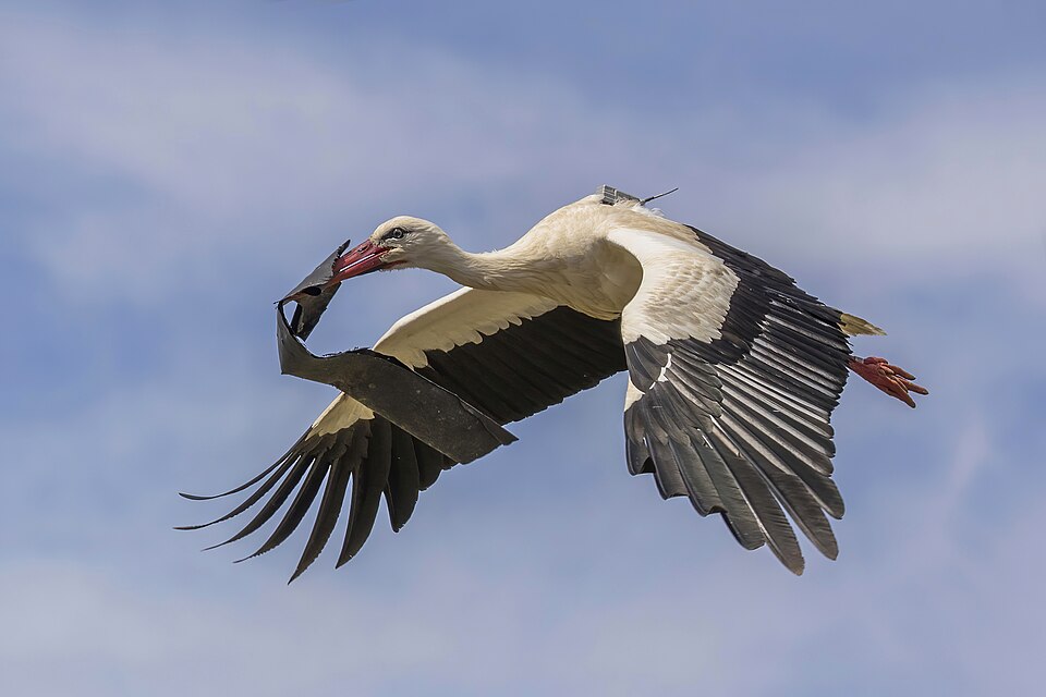 White stork (Ciconia ciconia) in flight with transmitter.jpg