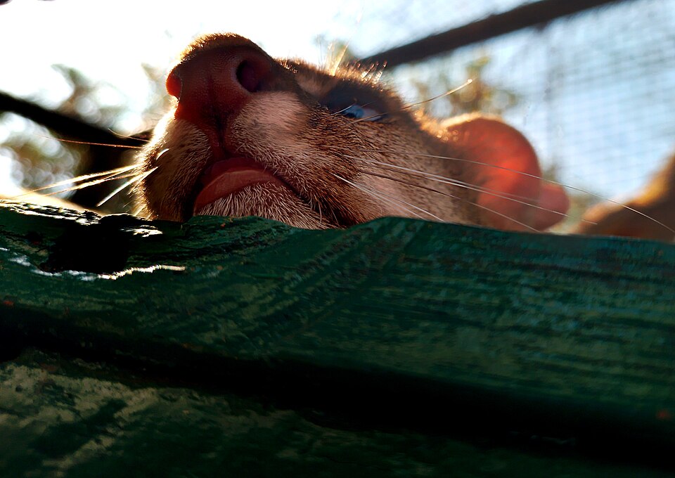 Lovy, la onza (Herpailurus yagouaroundi) en Zoológico Paraguaná.jpg