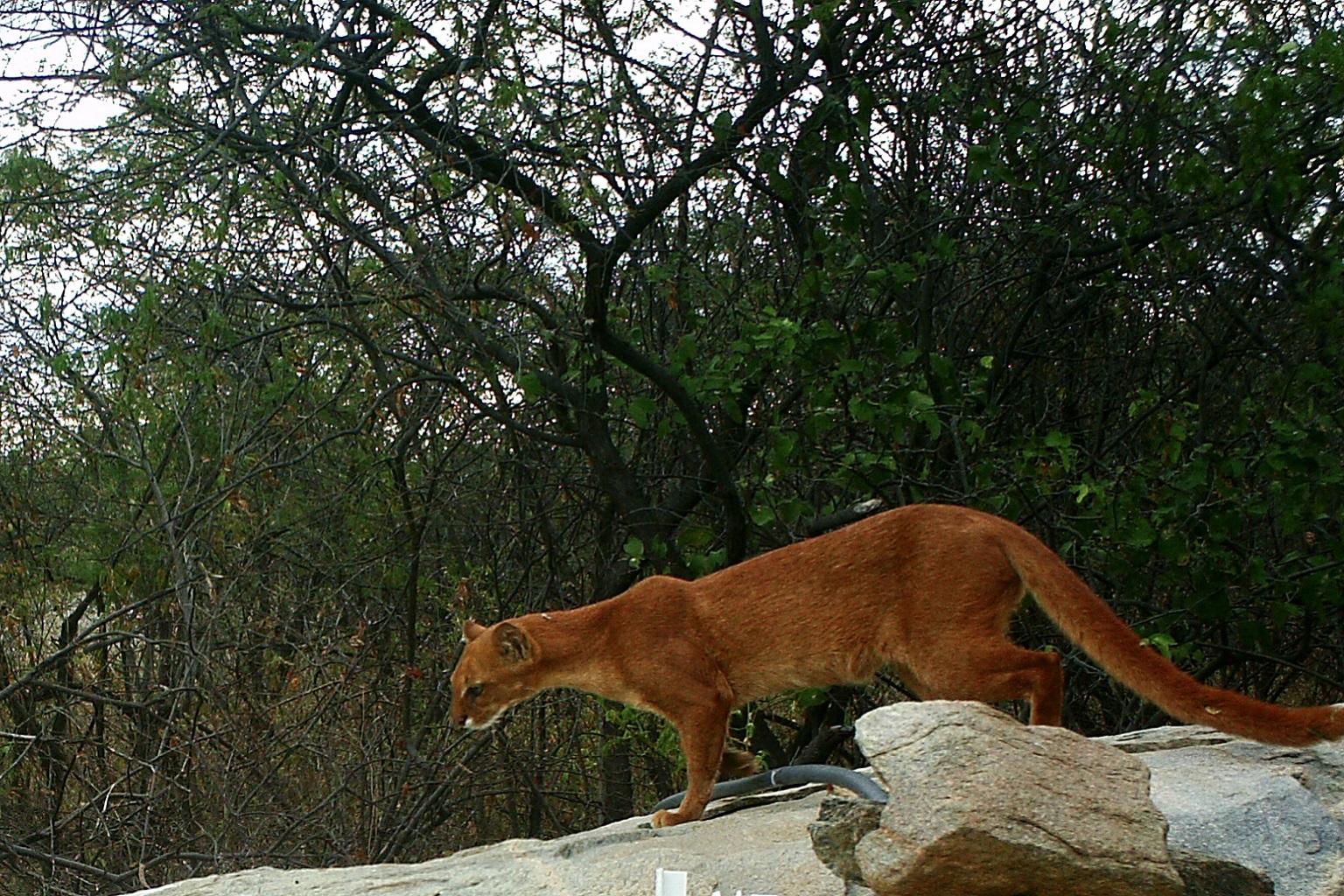 Jaguarundis are sometimes known as the “otter cat” due to their distinctive, uncat-like appearance. They’re unique for their wide range of vocalizations, including “chirping” like a bird.