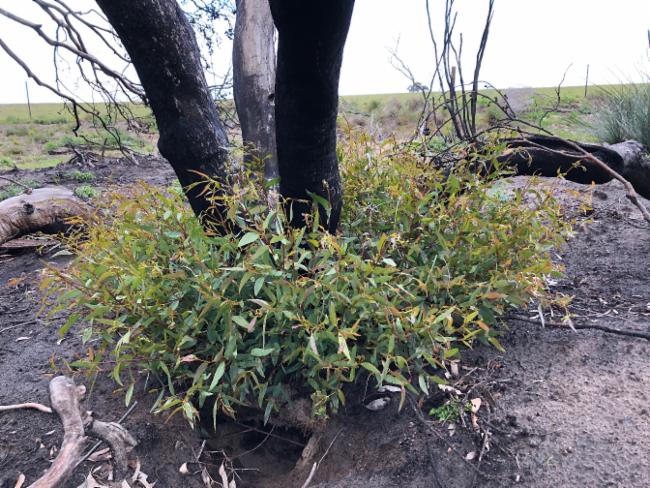 Eucalyptus diversifolia — "Eucalyptus diversifolia" by David Sando, via GBIF · CC BY 4.0