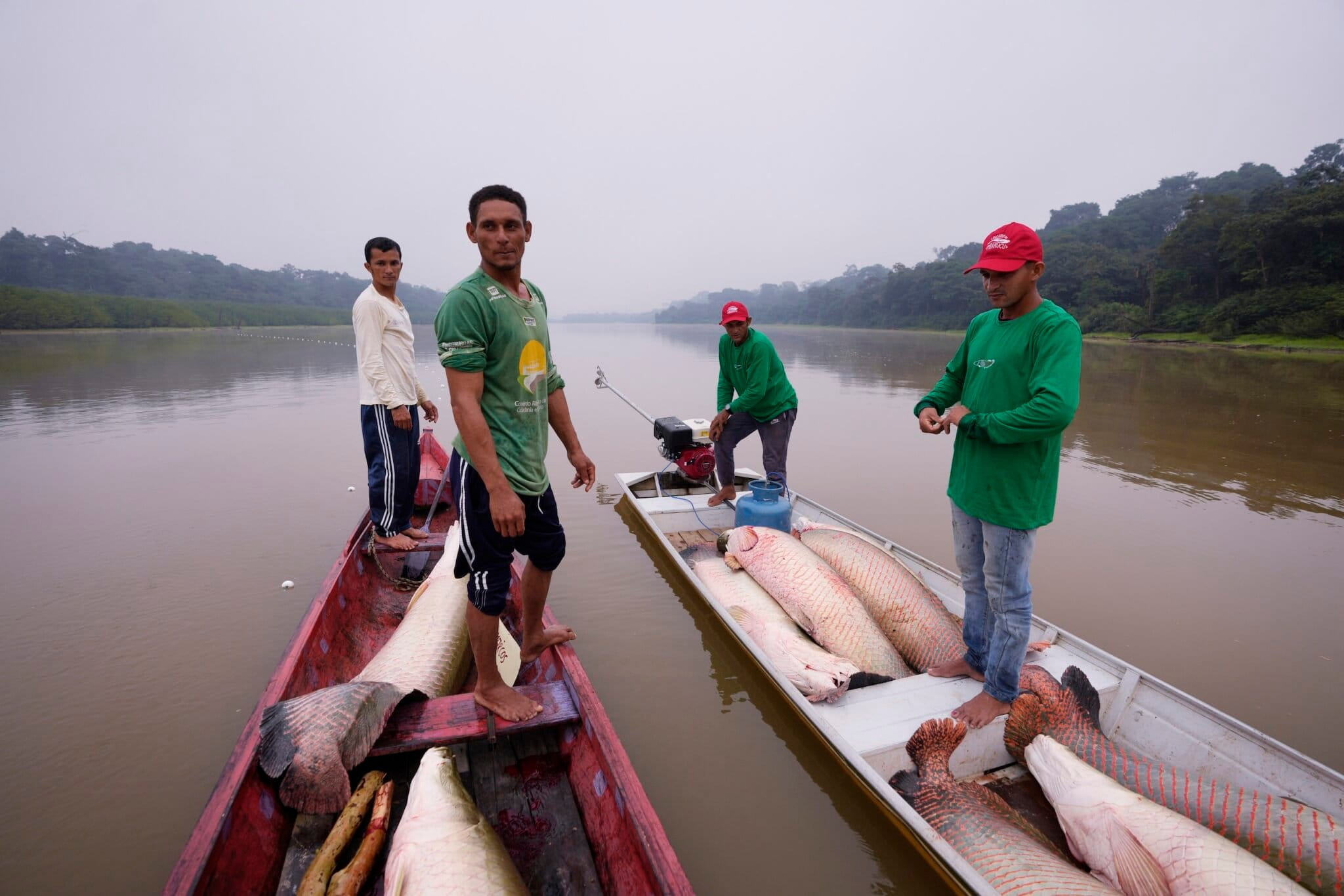 Pirarucu fishing in Carauari, Amazonas state. Image by Jorge Saenz/AP photo.