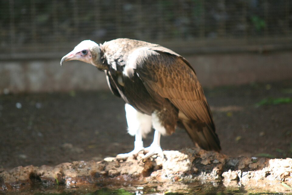 Necrosyrtes monachus Temminck1.jpg