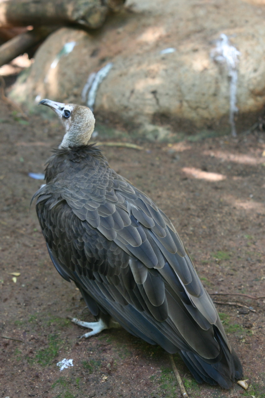 Necrosyrtes monachus Temmink2.jpg