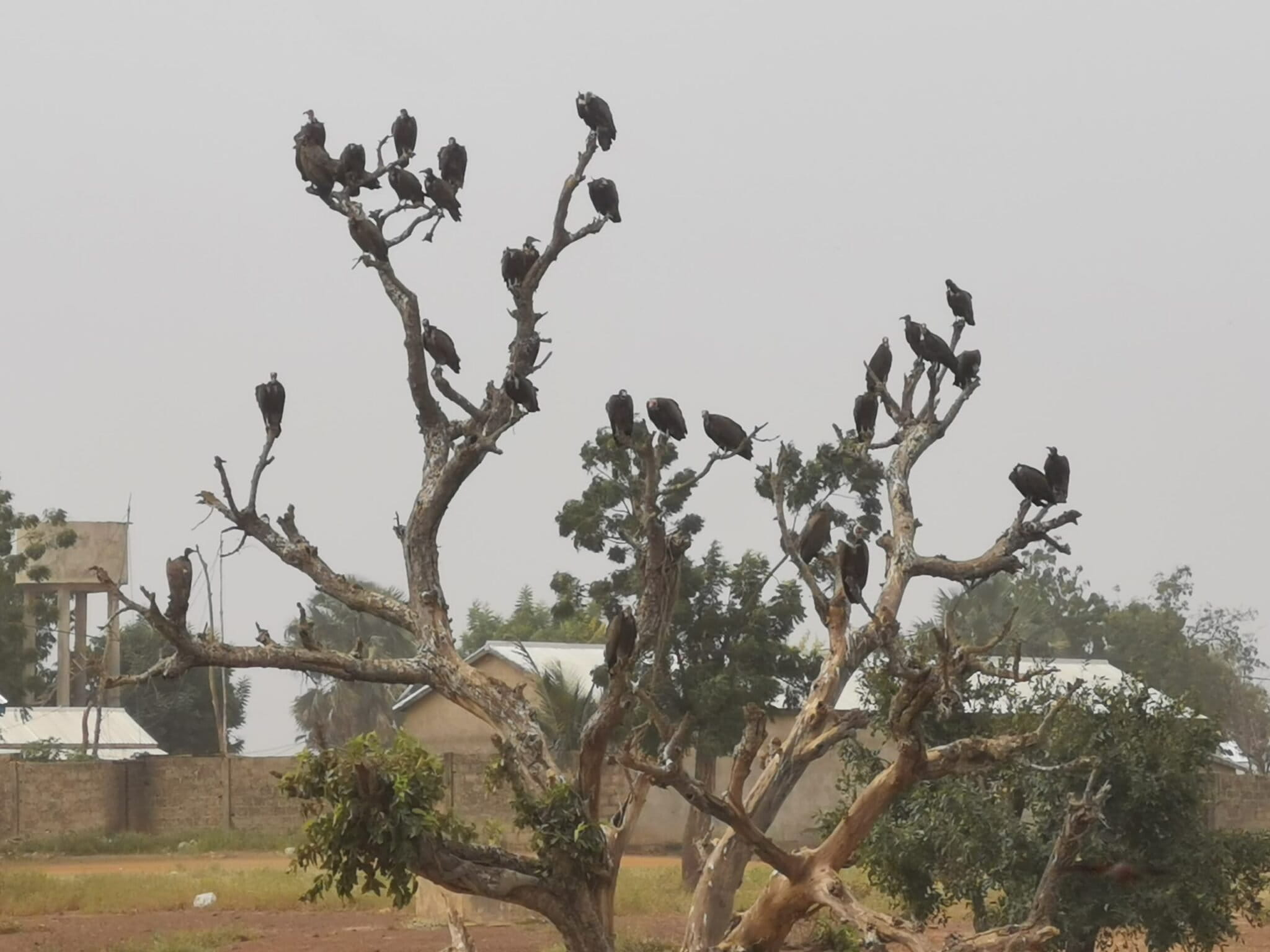 IBCP project manager Yendoubouam Kourdjouak says hooded vultures are now found in small numbers in Togo, mainly around slaughterhouses in urban areas. Image courtesy of Lin-Ernni Mikégraba Kaboumba.