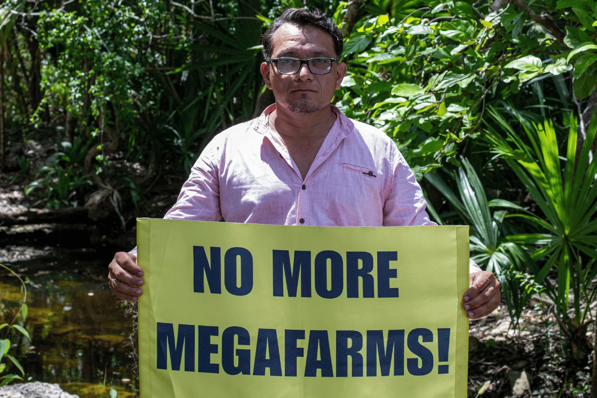 Wilberth Alfonso Nahuat Puc and his community on the Yucatán Peninsula are still fighting for their right to clean drinking water. Meanwhile similar fights take place across the globe where massive factory farms are polluting local drinking water to line the pockets of a wealthy few. © Sara Escobar / Greenpeace A man wearing glasses and a pink button-up shirt stands outdoors in a lush forest, holding a bright yellow protest sign that reads "NO MORE MEGAFARMS!" in bold blue lettering. — Wilberth Alfonso Nahuat Puc and his community on the Yucatán Peninsula are still fighting for their right to clean drinking water. Meanwhile similar fights take place across the globe where massive factory farms are polluting local drinking water to line the pockets of a wealthy few. © Sara Escobar / Greenpeace