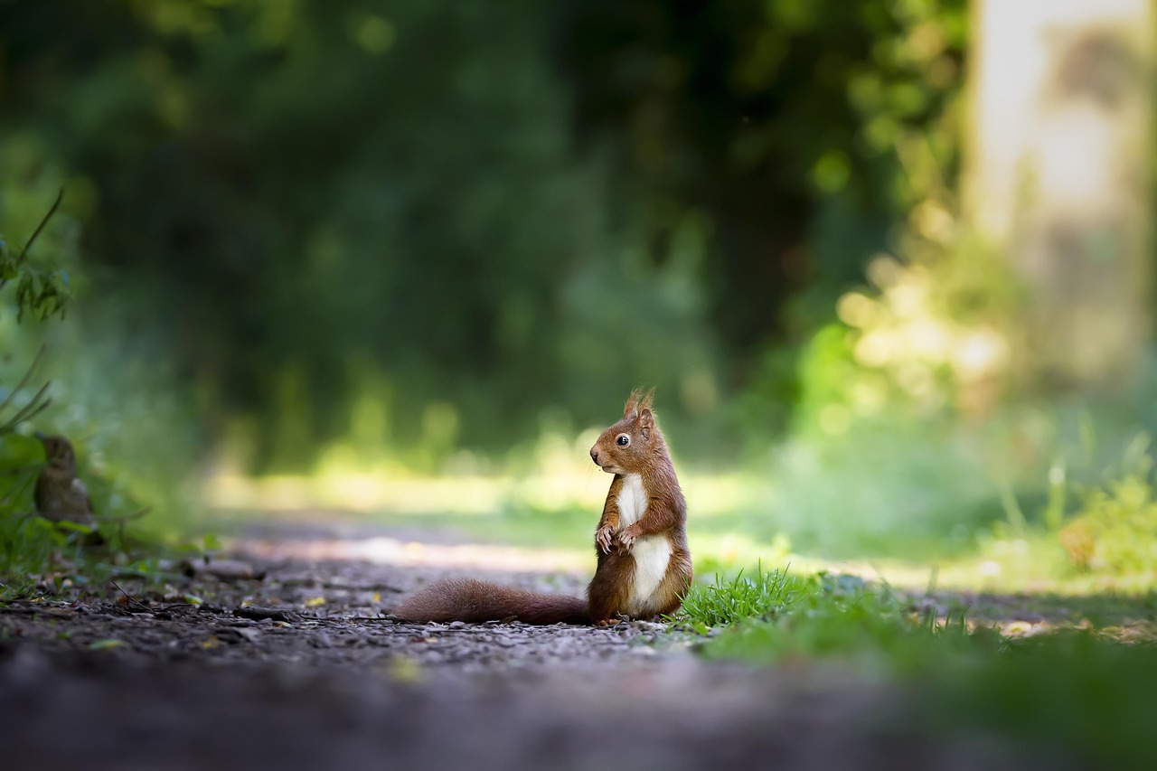 squirrel, rodent, animal, mammal, wildlife, wild, nature, outdoors, squirrel, squirrel, squirrel, squirrel, squirrel — Image by eluxirphoto from Pixabay · Pixabay Content License