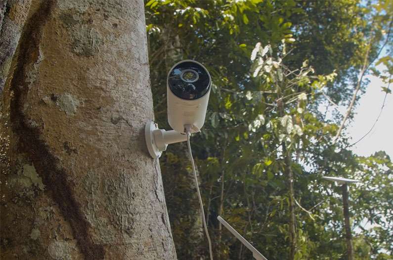 Inside the $100M AI bet to track wildlife across the vast Amazon in real time