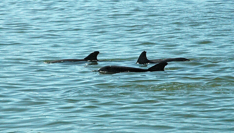 Tursiops truncatus (Atlantic bottlenose dolphins) (Pine Island Sound, Florida, USA) 6 (24253420200).jpg