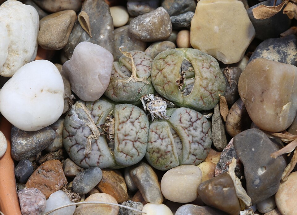 Lithops werneri GotBot 2015.JPG