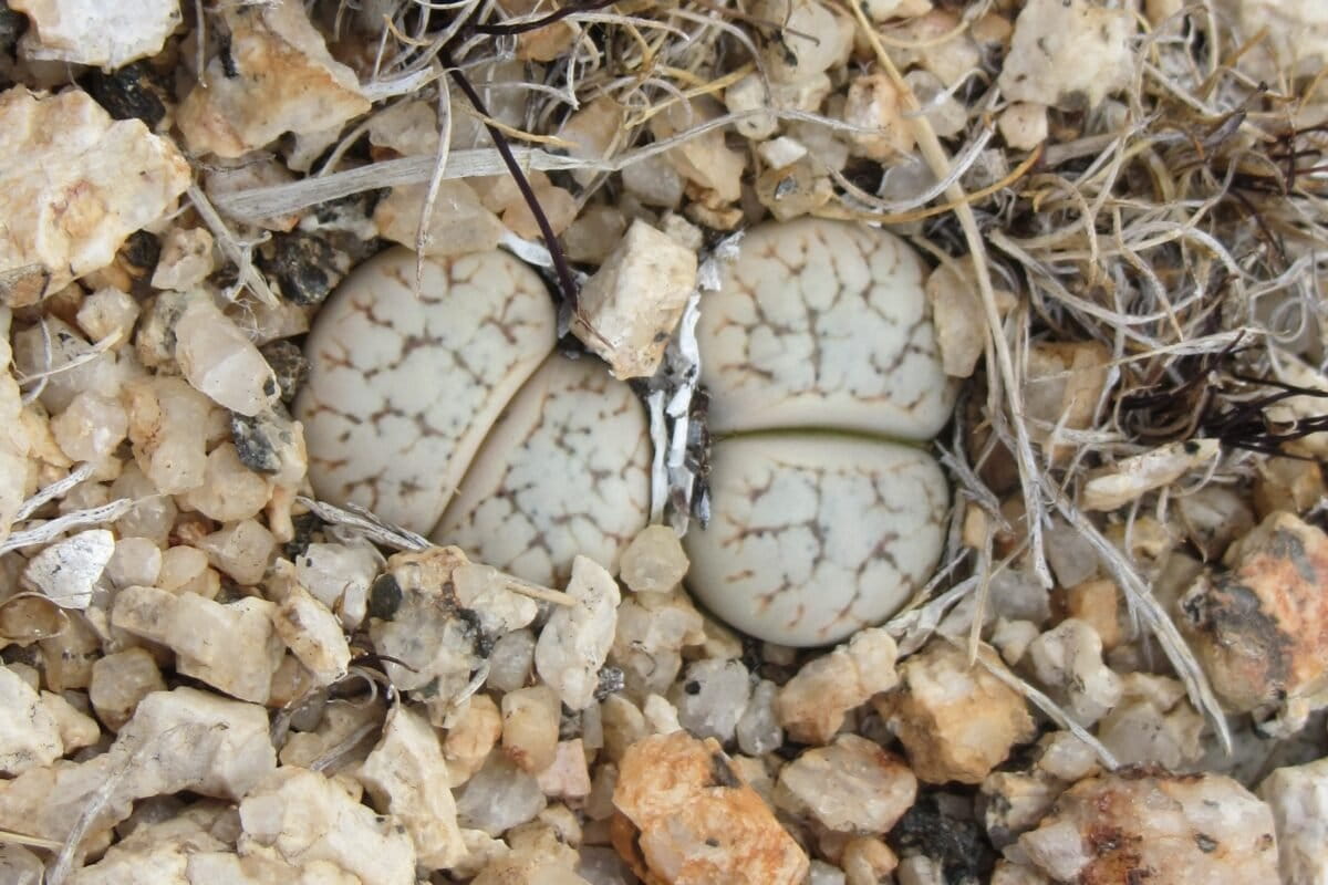 Lithops werneri © Sonja Loots/National Botanical Research Institute of Namibia.