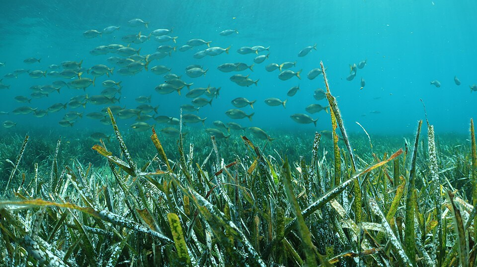 Posidonia oceanica meadow and school of Salema porgy - Exploration and observation - Calanque de Sormiou - June 2022.jpg