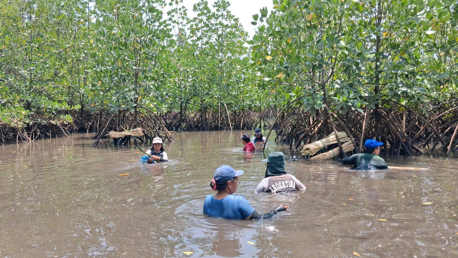 Wisye Sahambangung, front, and other women from Rhizopora work in a muddy mangrove area in Sarawet on Sept. 2, 2026. Image courtesy of Wisye Sahambangung.