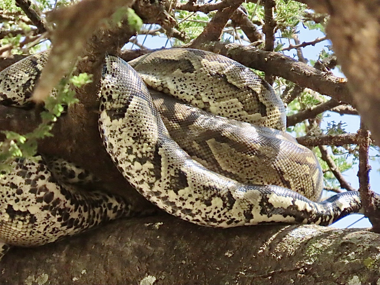 Python natalensis
