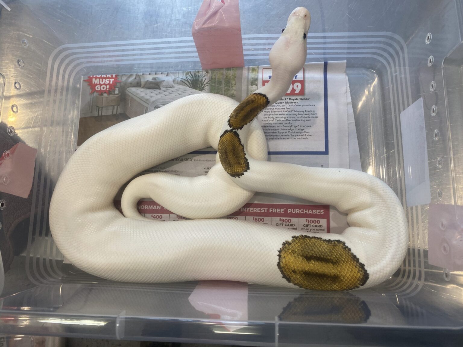 In its first major operation since being established on July 1, Australia’s National EPA seized reptiles, including hognose snakes and ball pythons. Image courtesy of the National EPA.