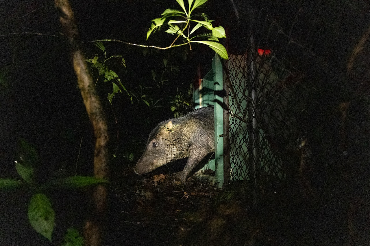 The first ever release of white-lipped peccary into Piedras Blancas National Park. Photo by Ian Rock