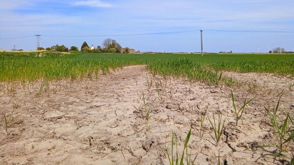 Dry, cracked earth with a few blades of grass coming through in a rural field which seems to be greener further back