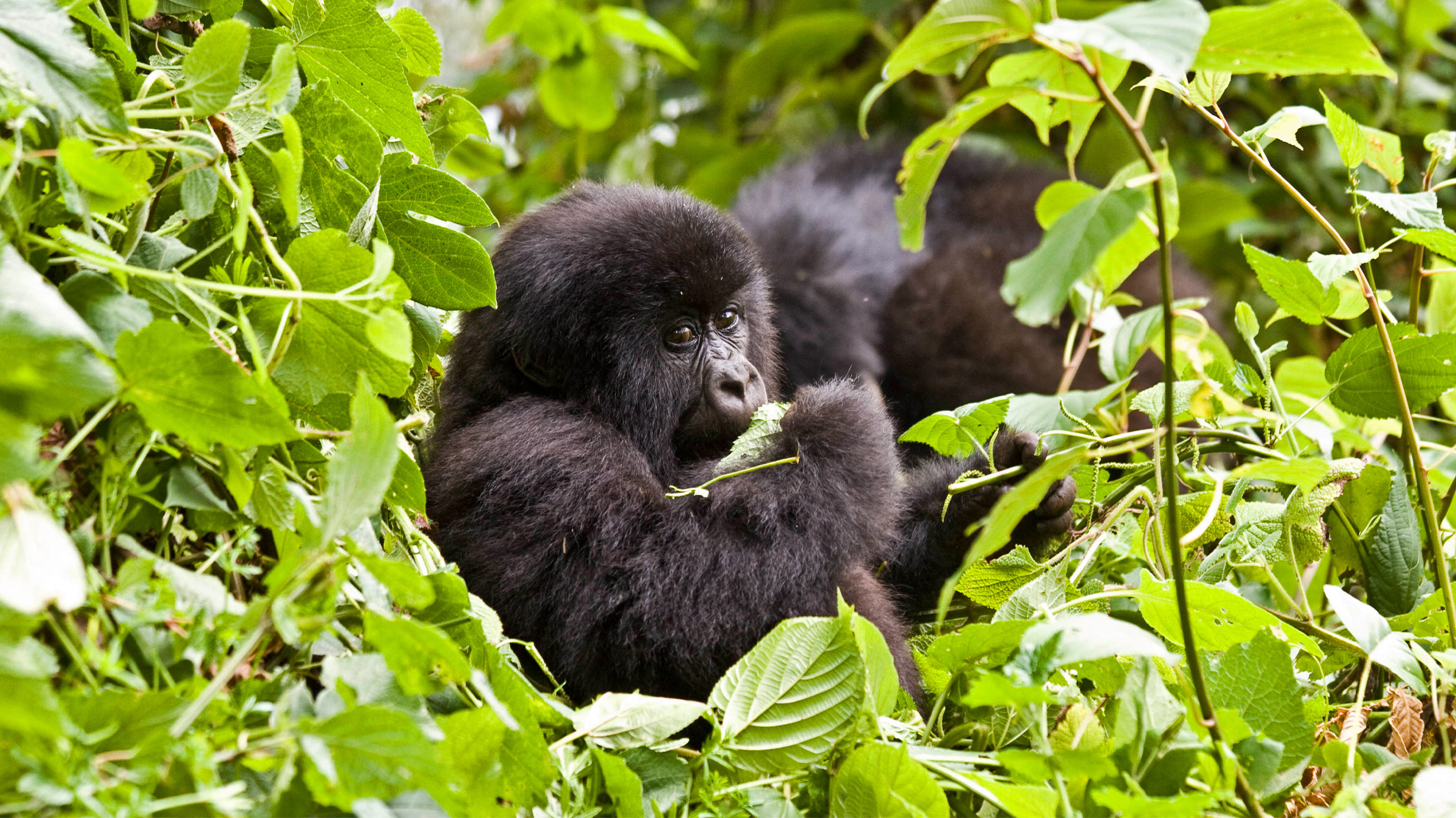 A mountain gorilla encountered during a gorilla tourism trek in Uganda. Image by Hjalmar Gislason via Flickr (CC BY 2.0).