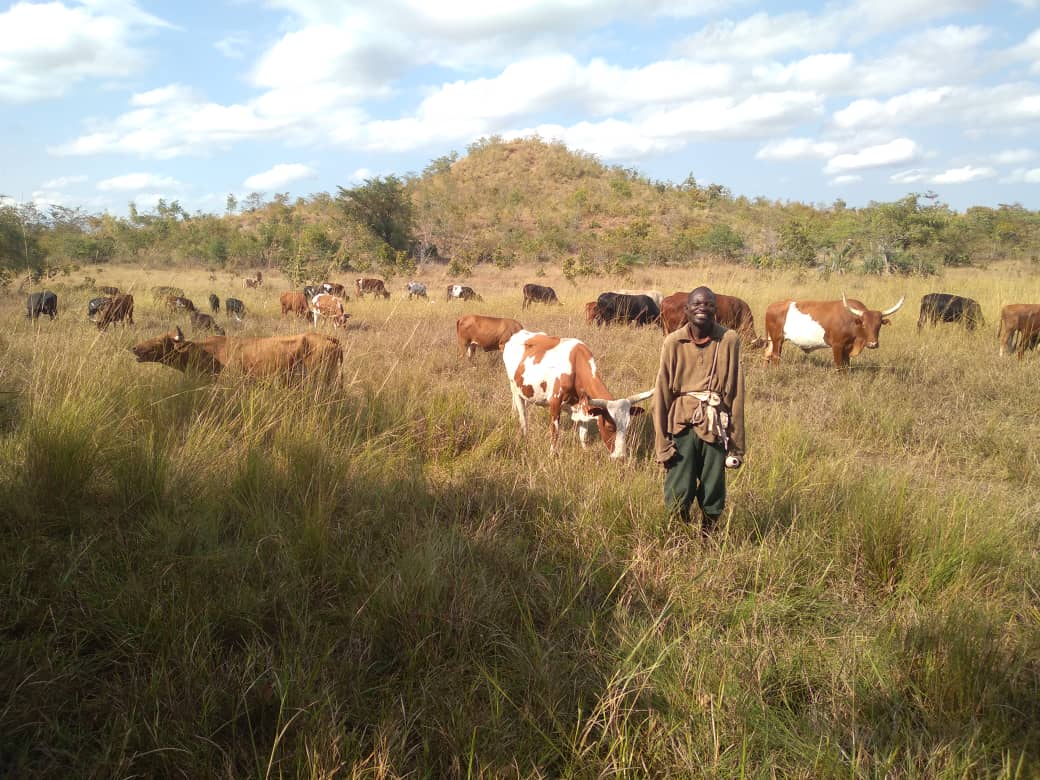 A man with cattle. — Image courtesy of Moreangels Mbizah / Wildlife Conservation Action.