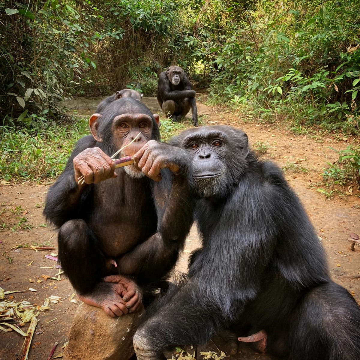 Tacugama Chimpanzee Sanctuary'den şempanze korumasını kalıcı kılan dersler
