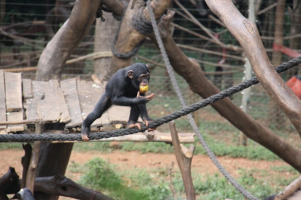 West African Chimpanzee.jpg