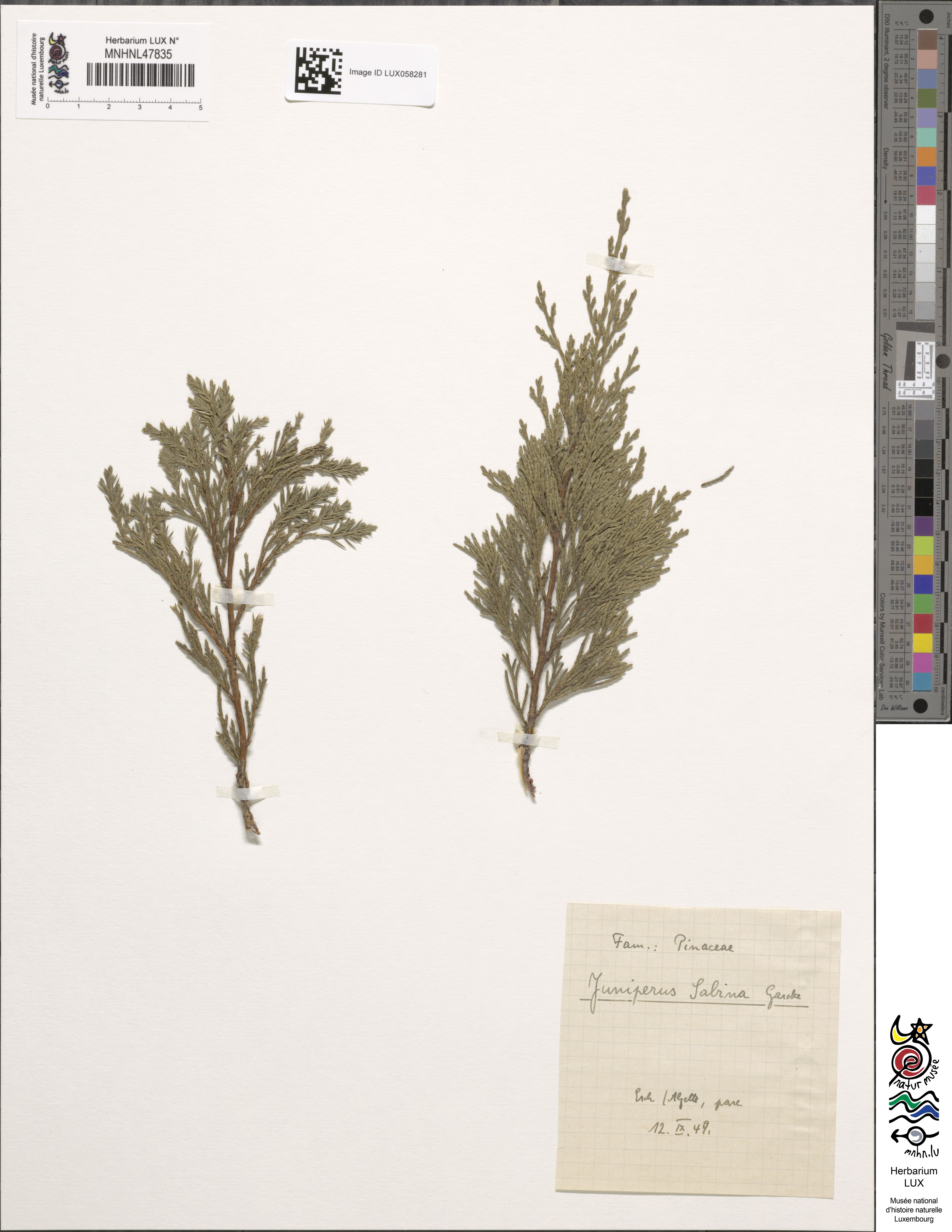 Juniperus sabina