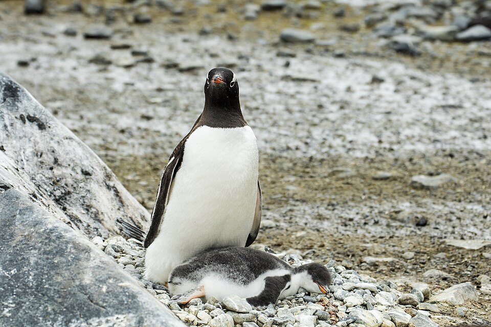Brown Bluff-2016-Tabarin Peninsula–Gentoo penguin (Pygoscelis papua) 05.jpg
