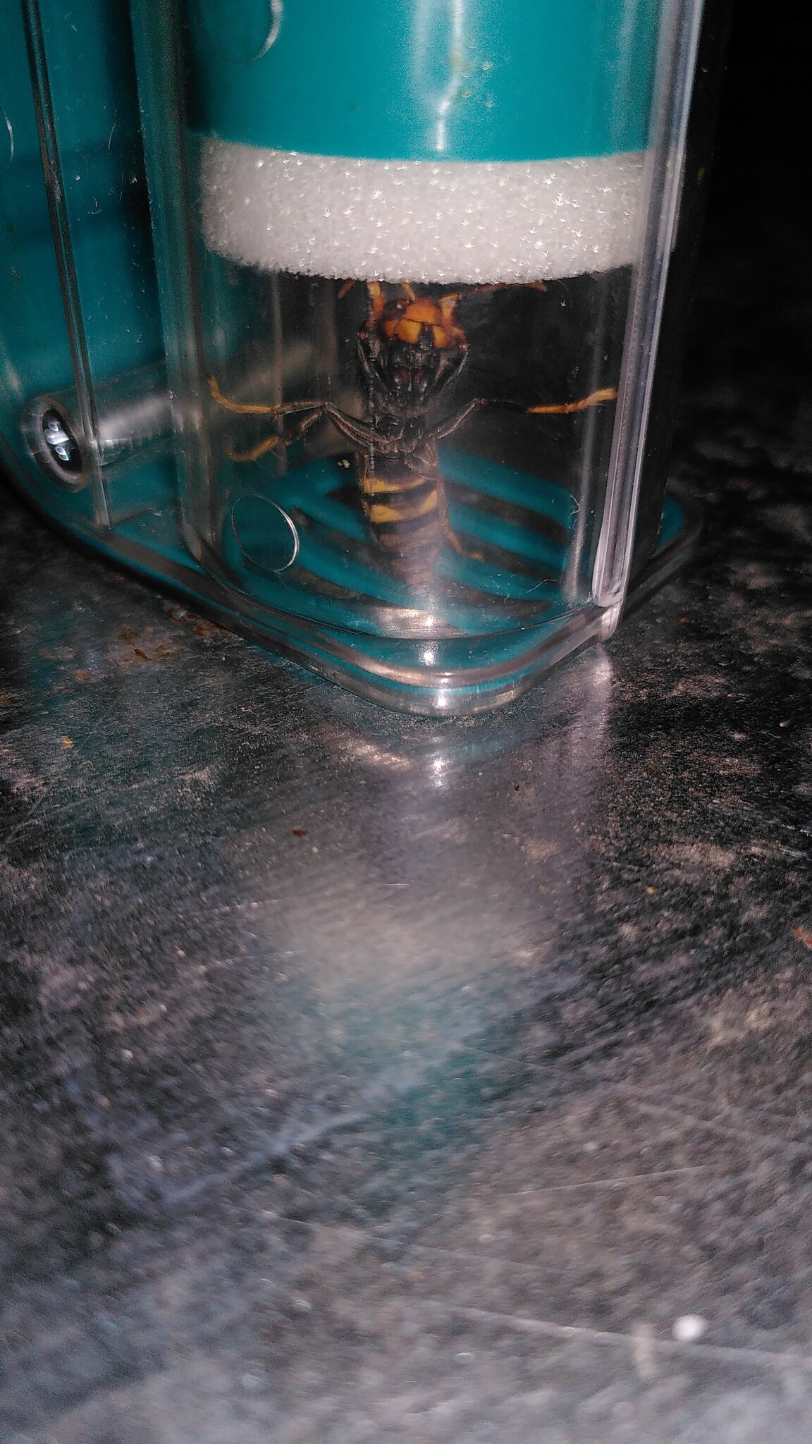 Vespa velutina