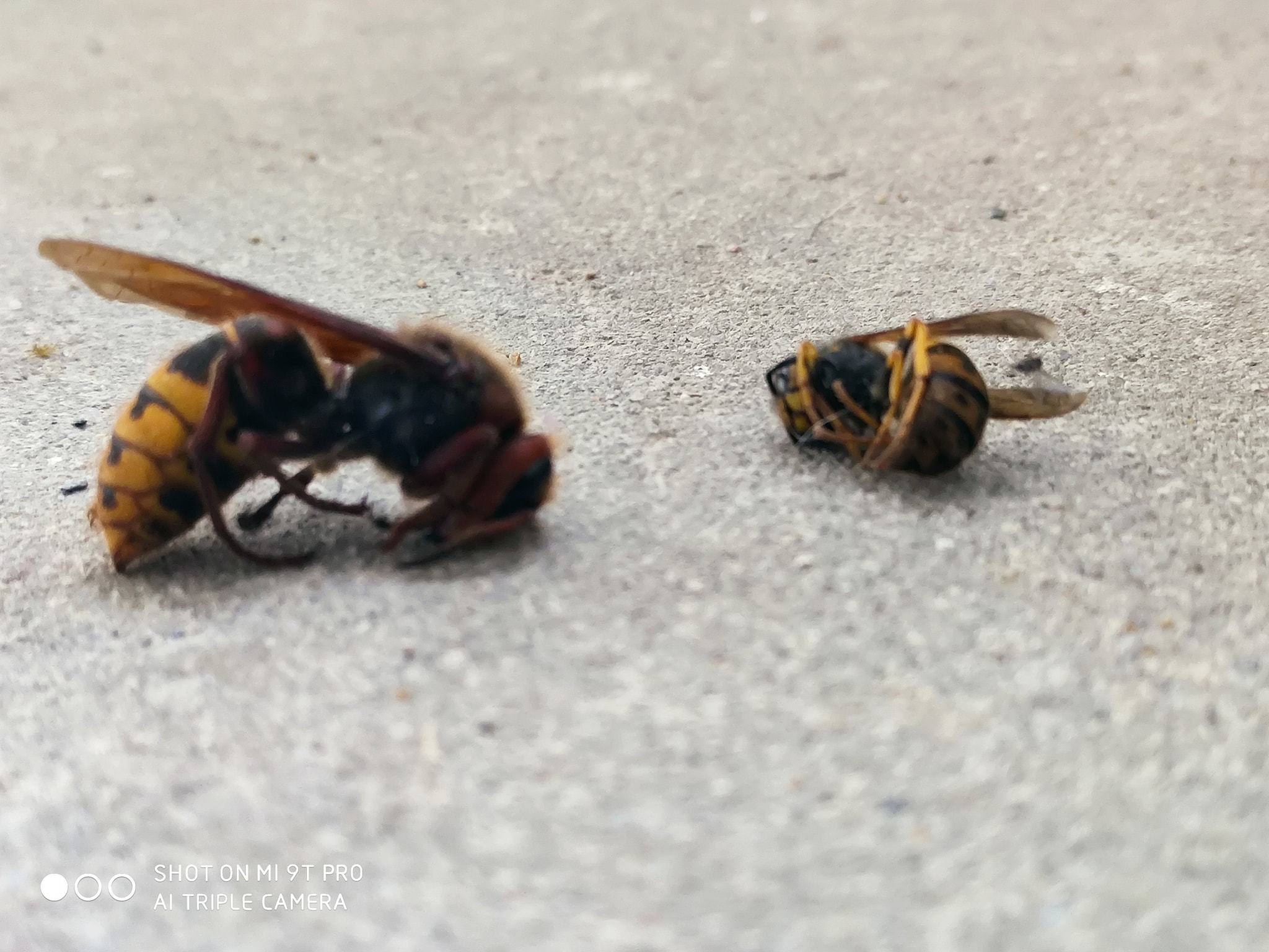 Vespa crabro