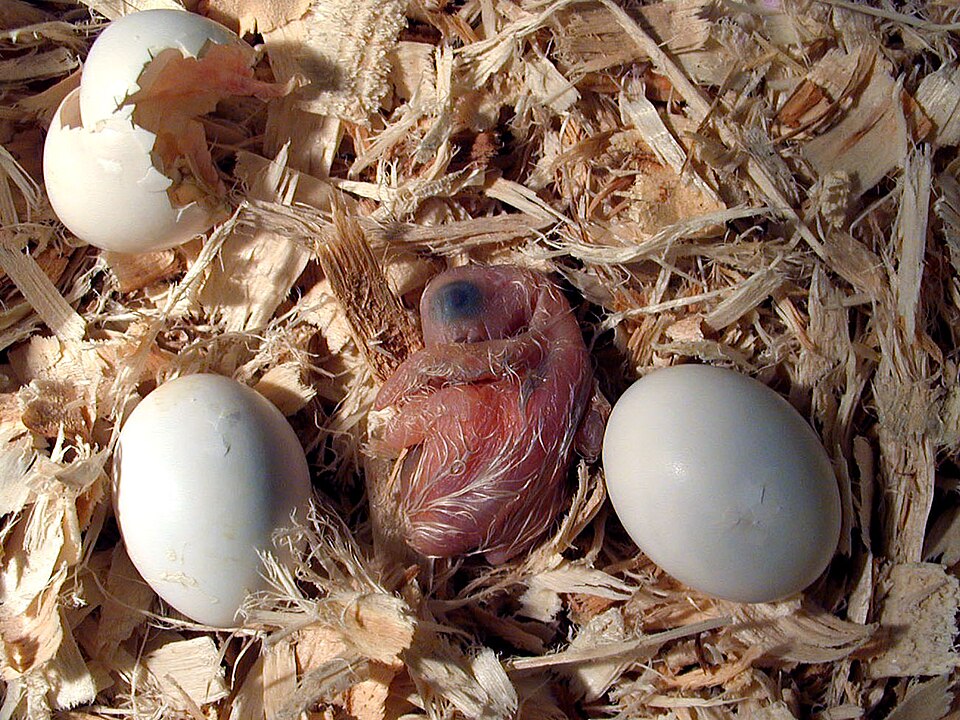Psittacus erithacus -eggs and new chick-8a.jpg