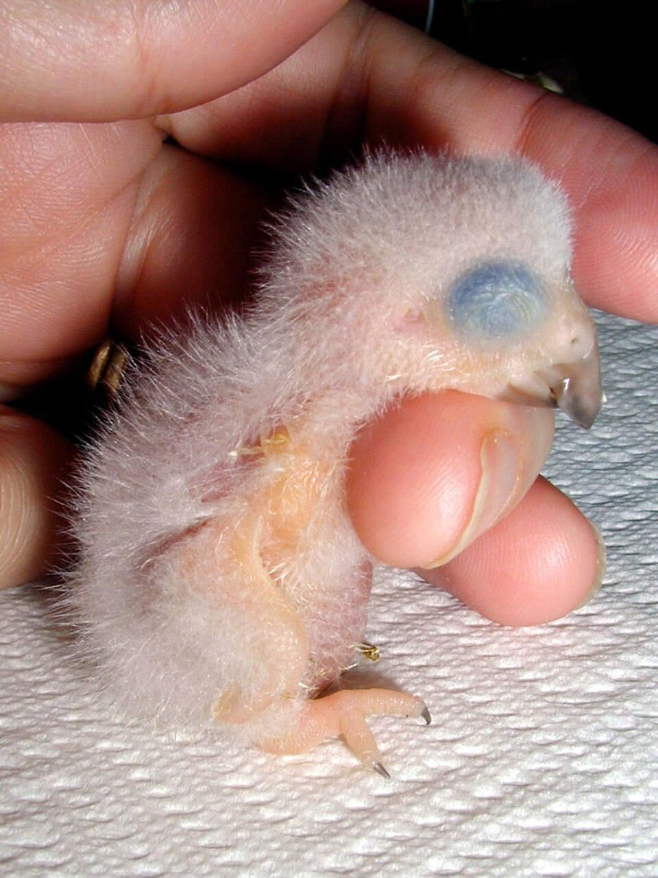 Psittacus erithacus -one day old chick-8a.jpg