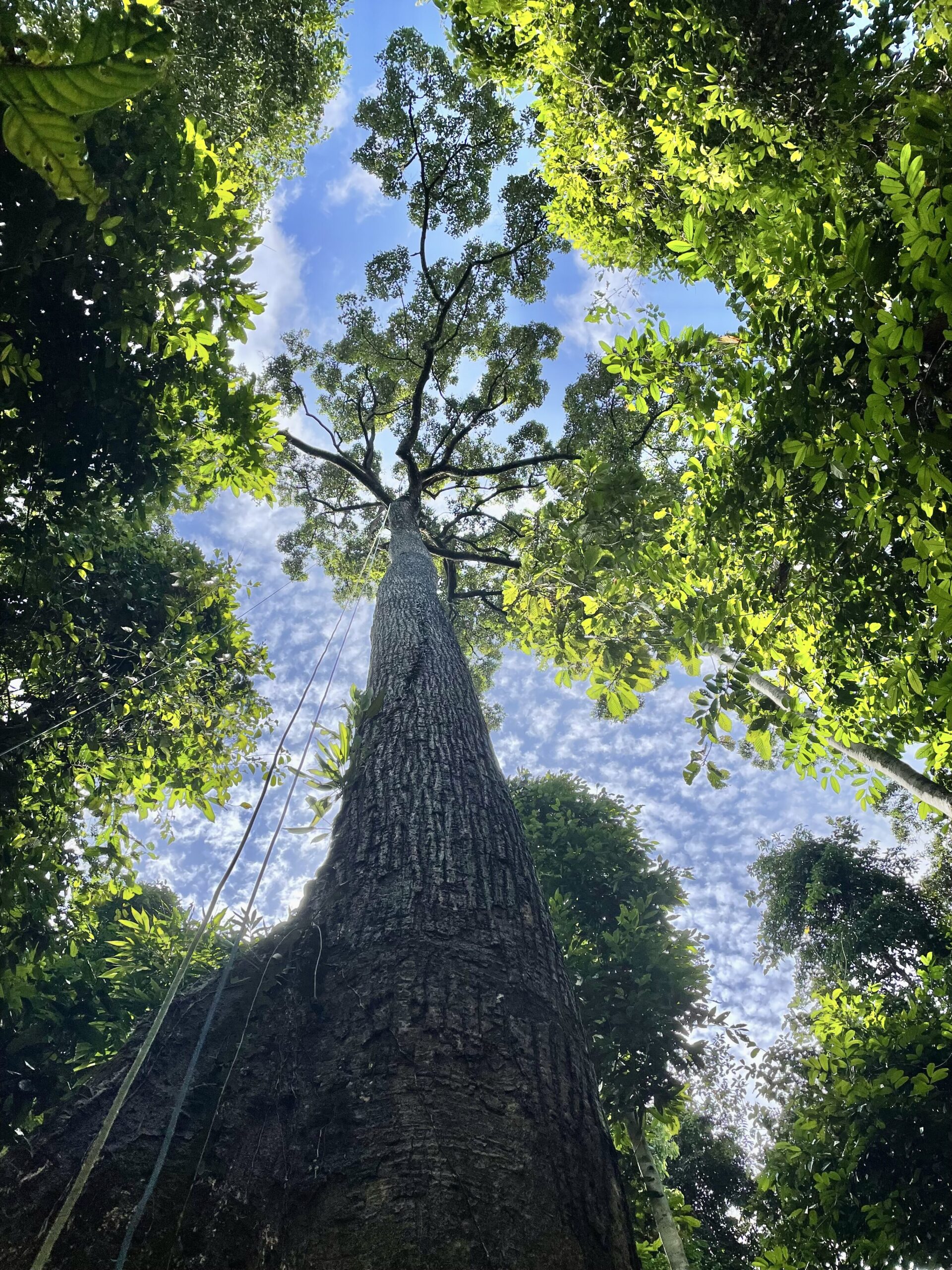 A 57-meter (187-foot) tall Dipterocarp tree with a double-rope technique rigged for canopy access. Image courtesy of Palasiah Jotan.