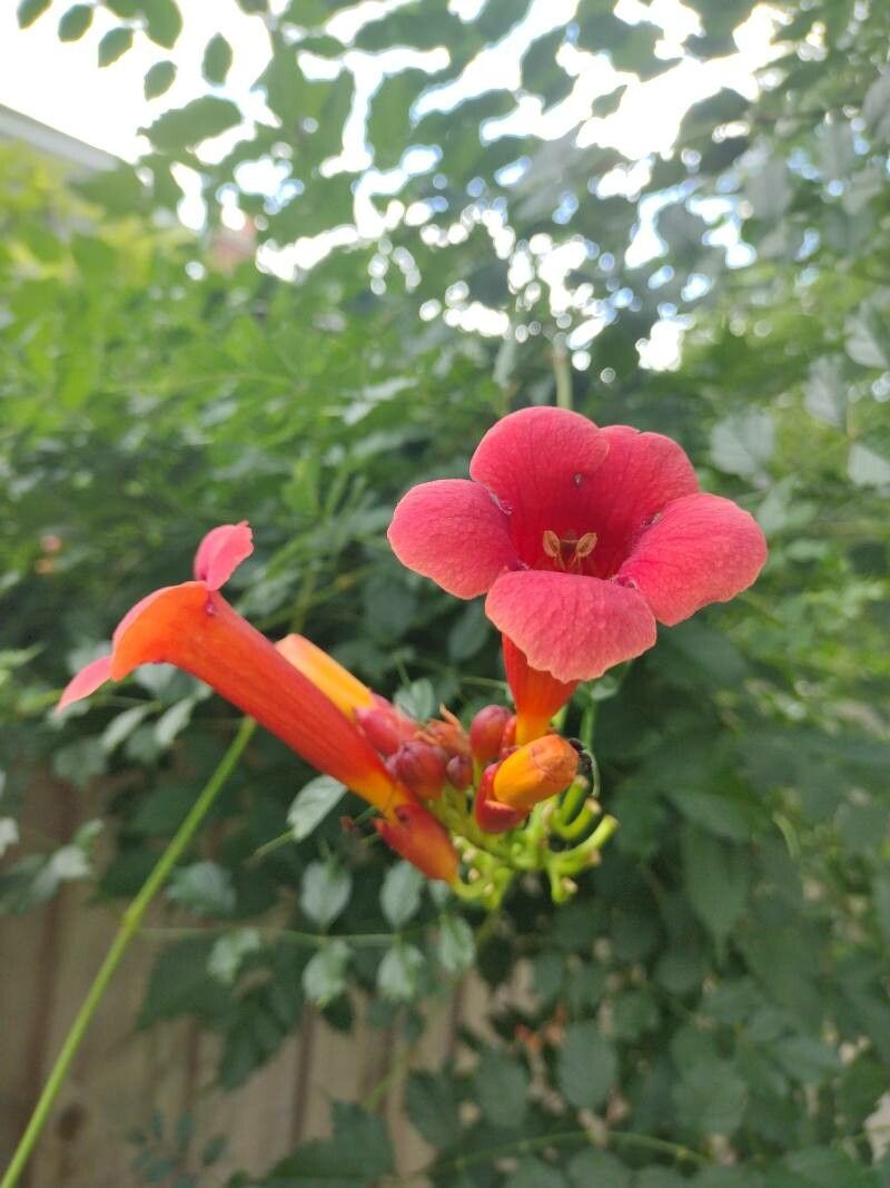 Campsis radicans