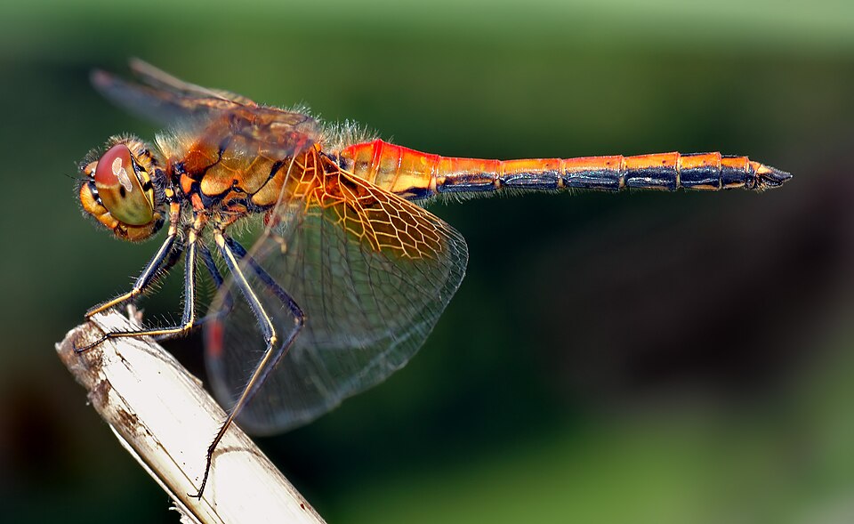 Sympetrum flaveolum - side (aka).jpg