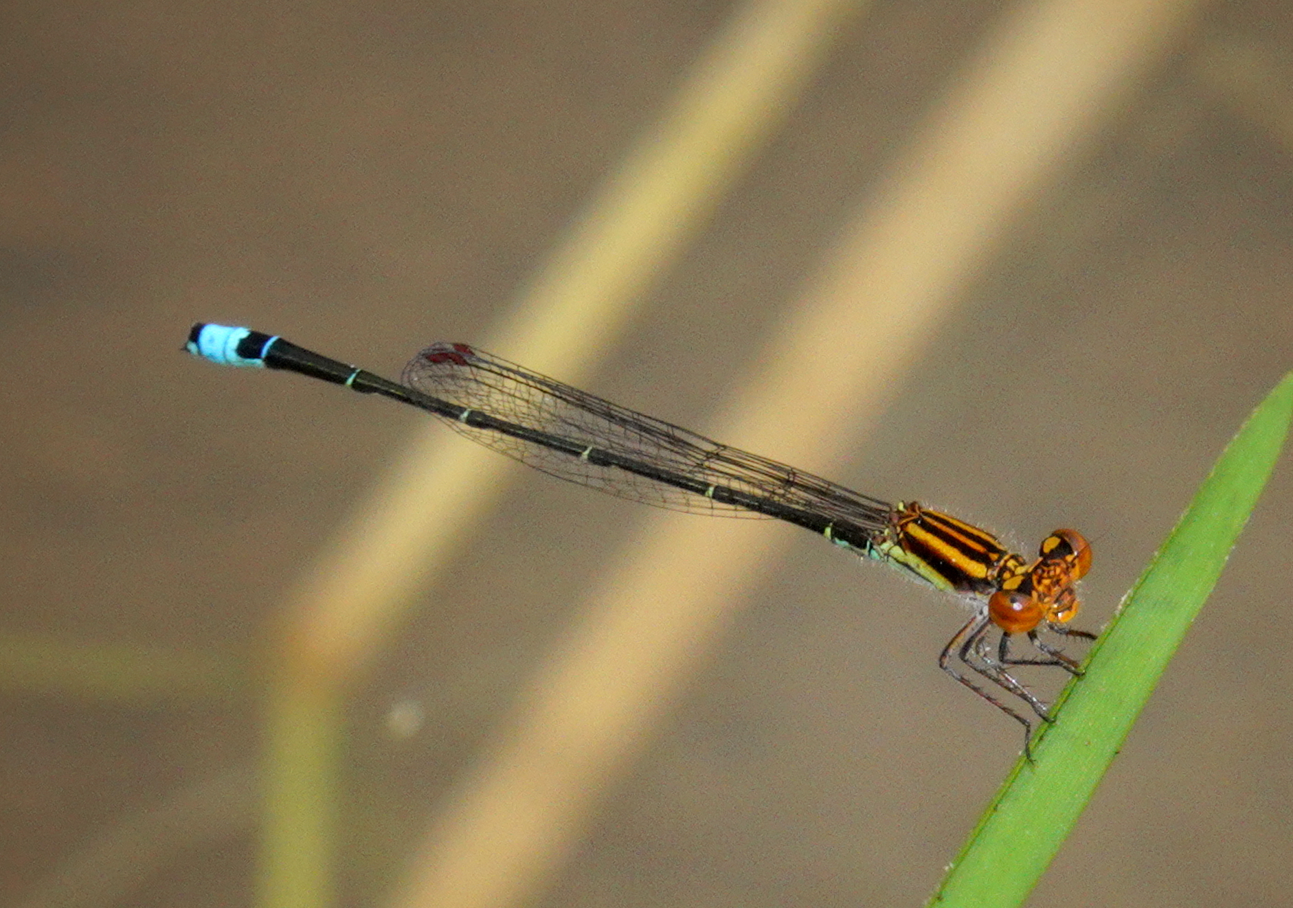 Acanthagrion adustum