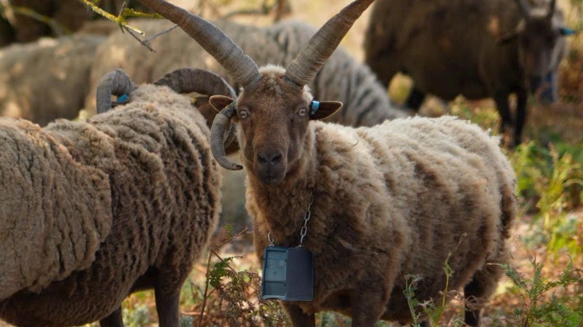 A brown-and-cream sheep with long curved horns wears a black GPS collar around its neck