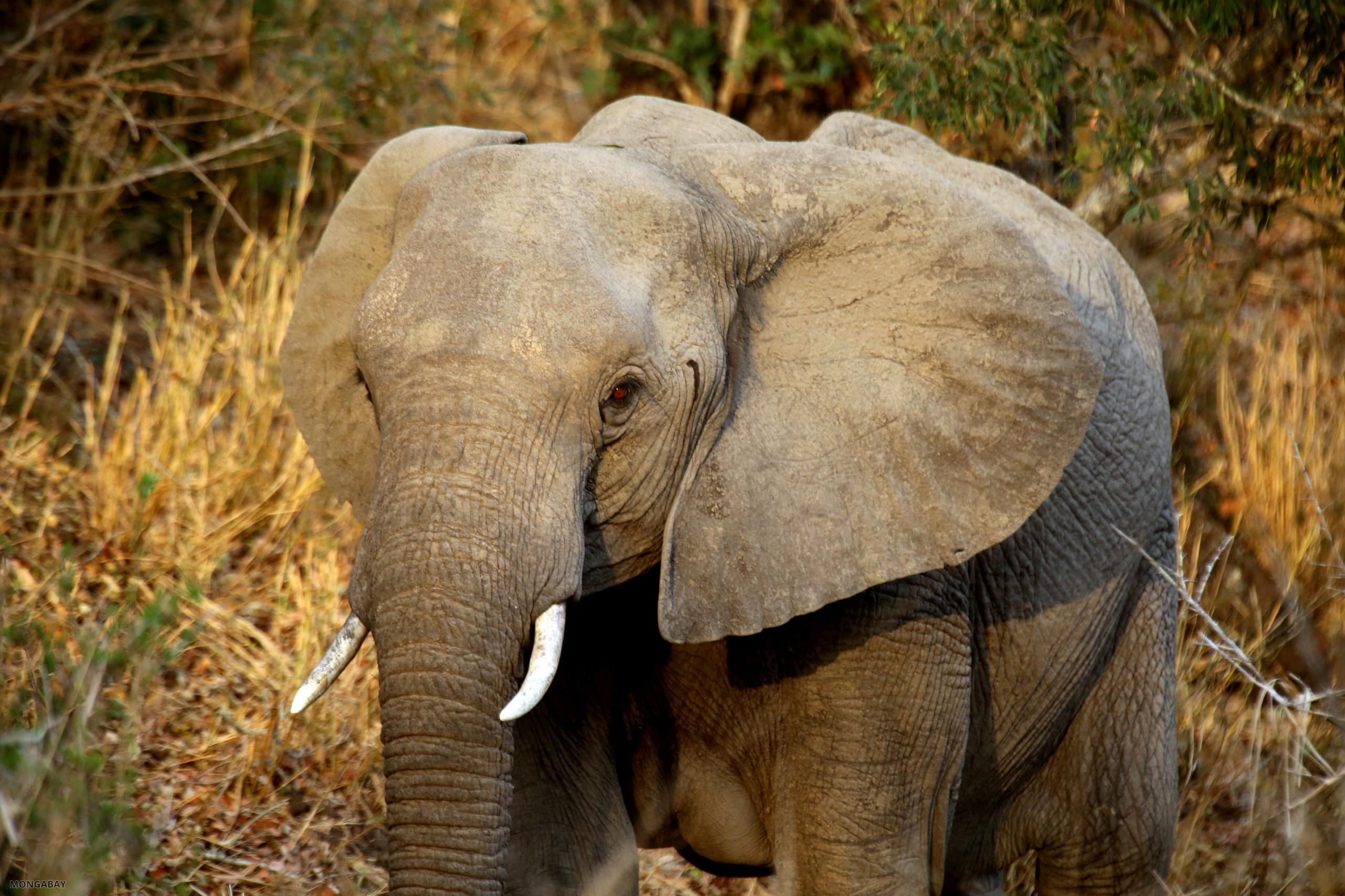 An elephant in South Africa’s Kruger National Park. Image by Rhett A. Butler/Mongabay.