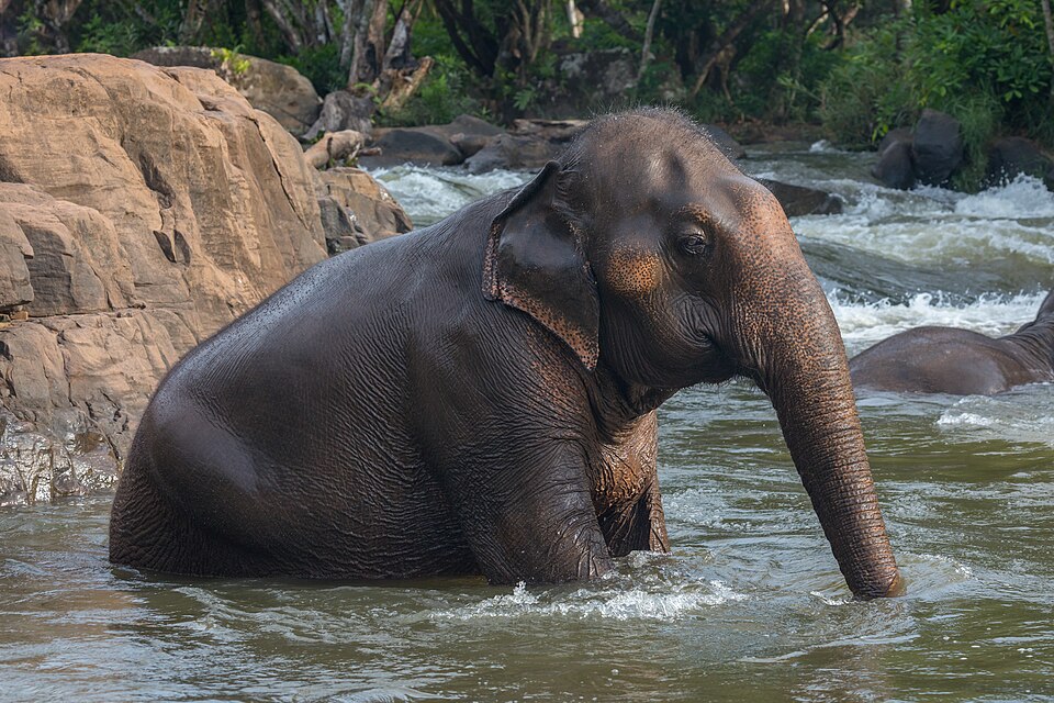 Sitting Asian elephant (Elephas maximus) bathing in Tad Lo river, Laos.jpg