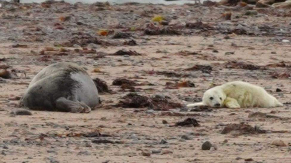 An adult grey seal and a grey seal pup lie on the sand at a beach on South Walney Nature Reserve near Barrow, Cumbria. The adult seal is grey and the seal pup is much smaller, white and covered in fluffy fur.