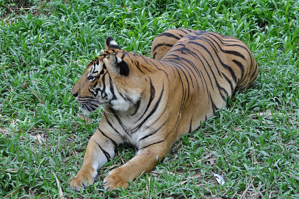 Sumatran tiger (11931767735).jpg