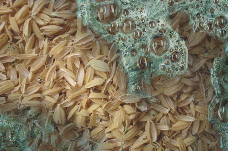 Researchers recycle rice husks into a wonder material that removes toxic dyes from water