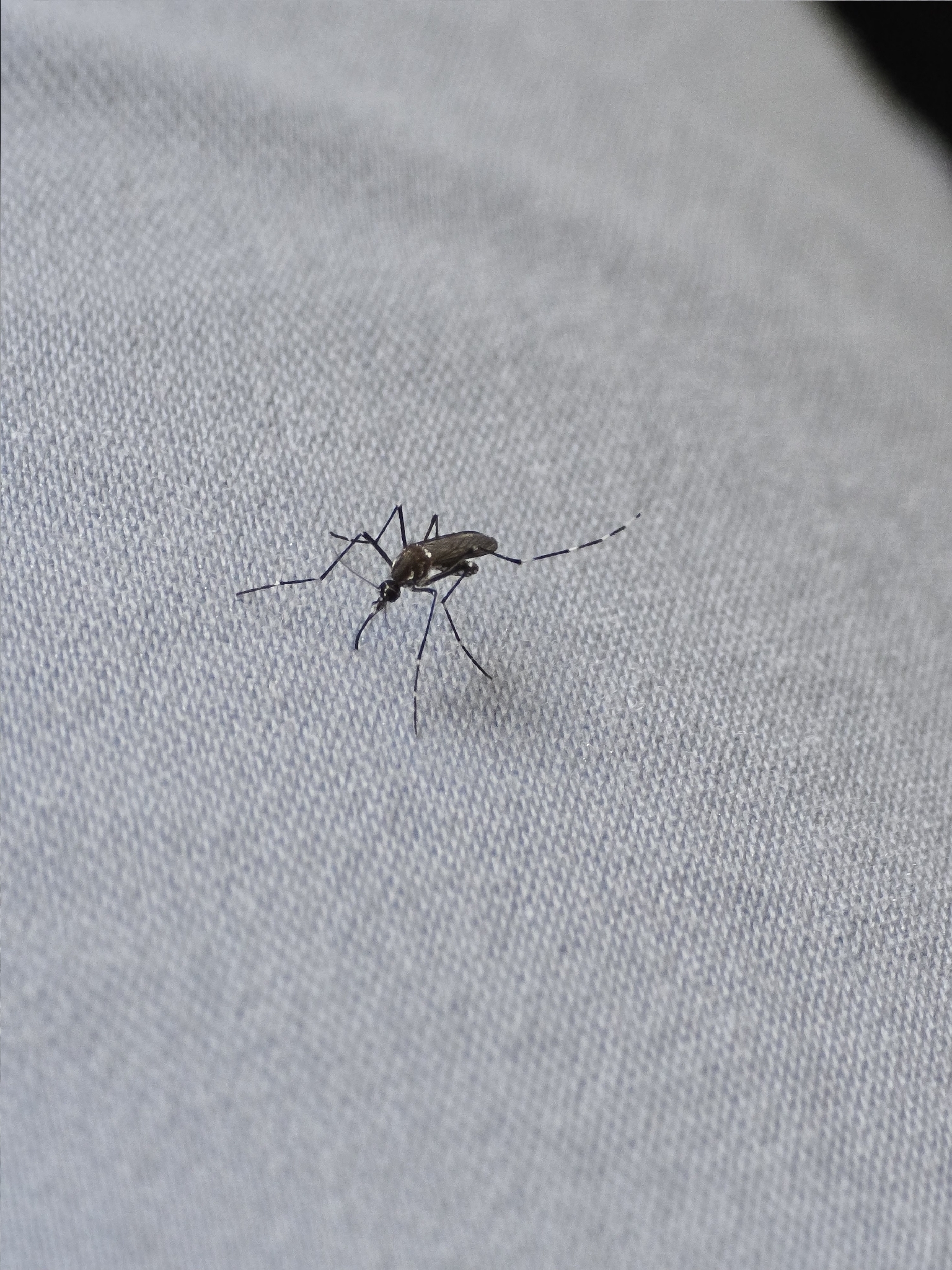 Aedes aegypti