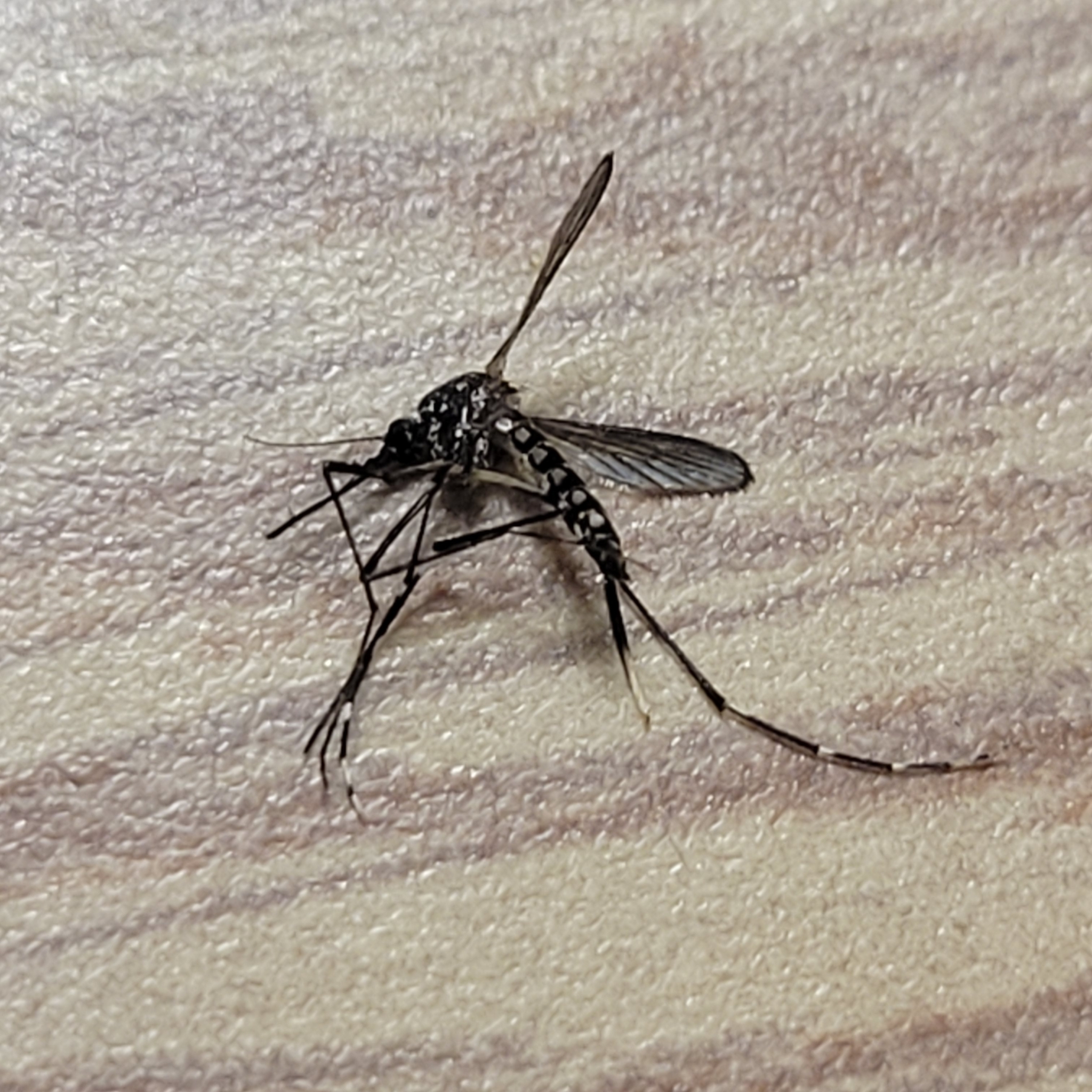 Aedes albopictus — "Aedes albopictus" via GBIF (public domain / CC0) · CC0 1.0