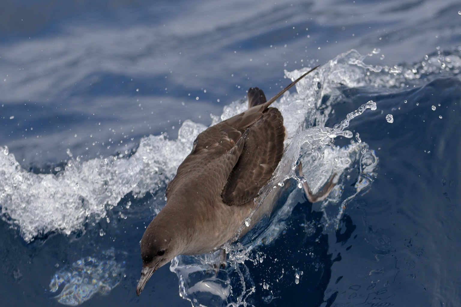 Short-tailed shearwater (Ardenna tenuirostris).