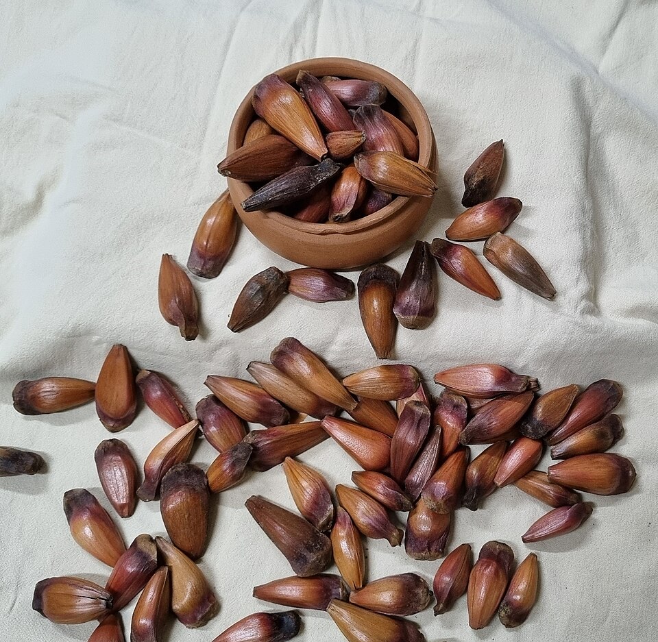 Araucaria angustifolia nuts.jpg